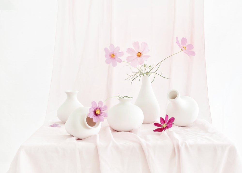 Blush Cosmos – Stilleben af Anna Qu