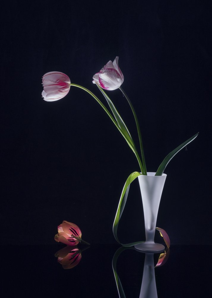 Elegant stilleben med tulipaner af Anna Qu