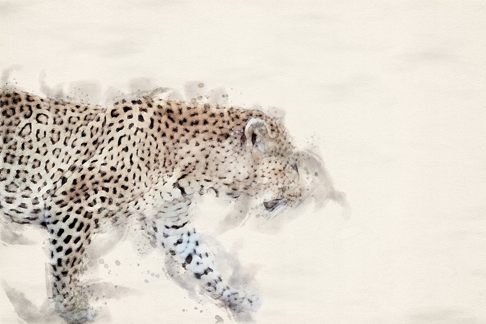 Yndefuld leopard i akvarel af Arno Du Toit