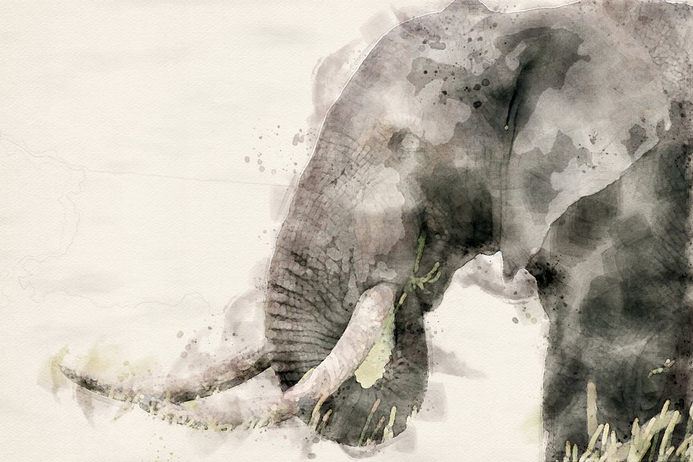 Fredfyldt elefant i akvarel af Arno Du Toit