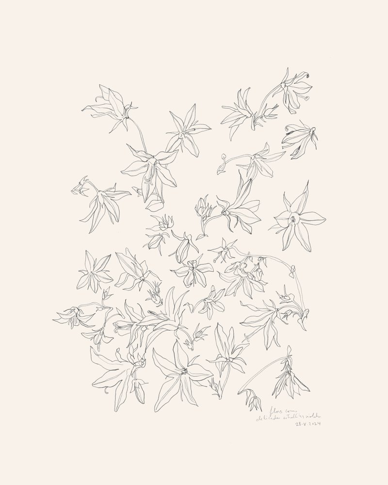 Studie af botaniske blomster af Catalina Somolinos