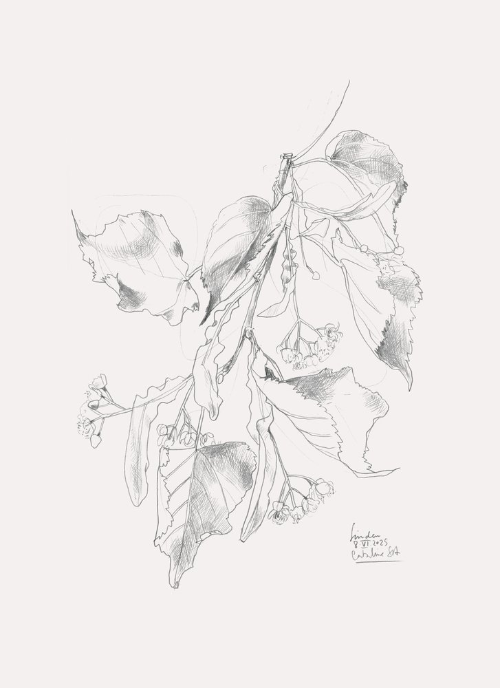 Delikat skitse af en lind af Catalina Somolinos