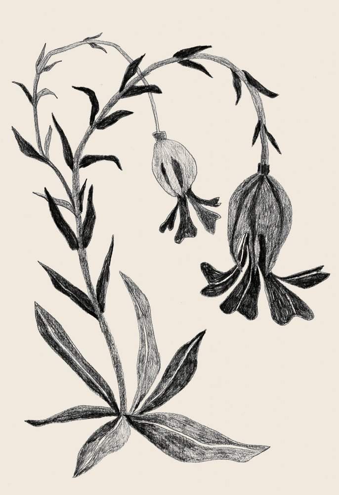 Elegant botanisk blomst af Catalina Somolinos