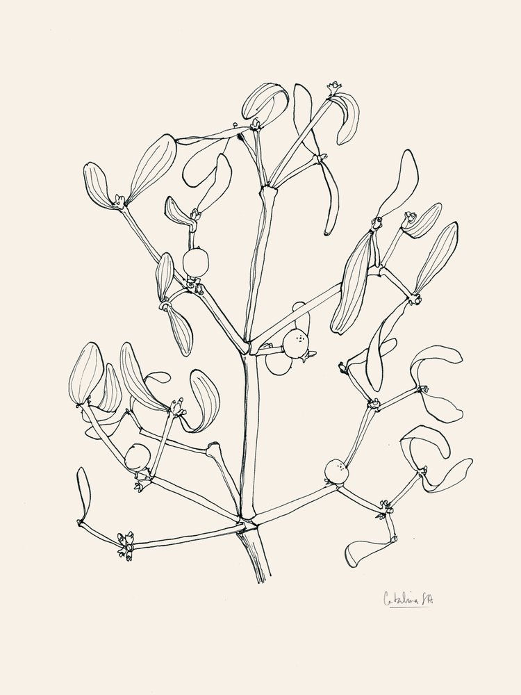 Julemistelten – stregtegning af Catalina Somolinos