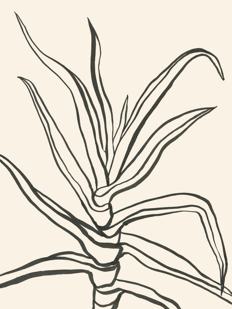 Minimalistisk planteoversigt af Catalina Somolinos