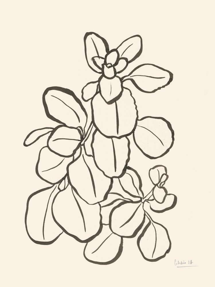 Tegning af et økologisk blad af Catalina Somolinos