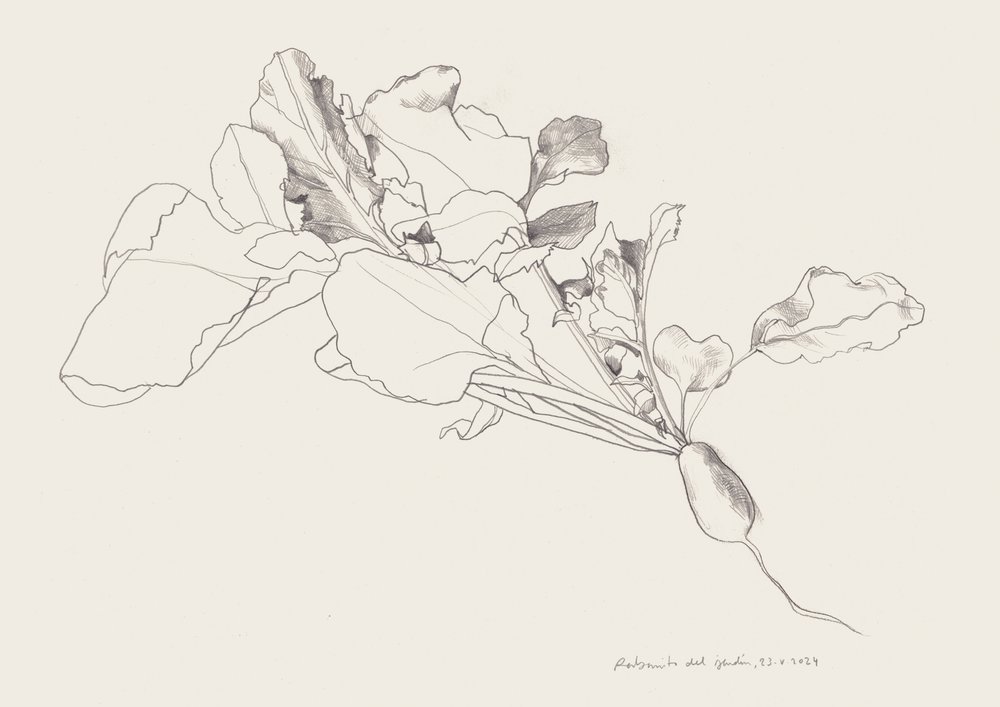 Botanisk tegning af radise af Catalina Somolinos