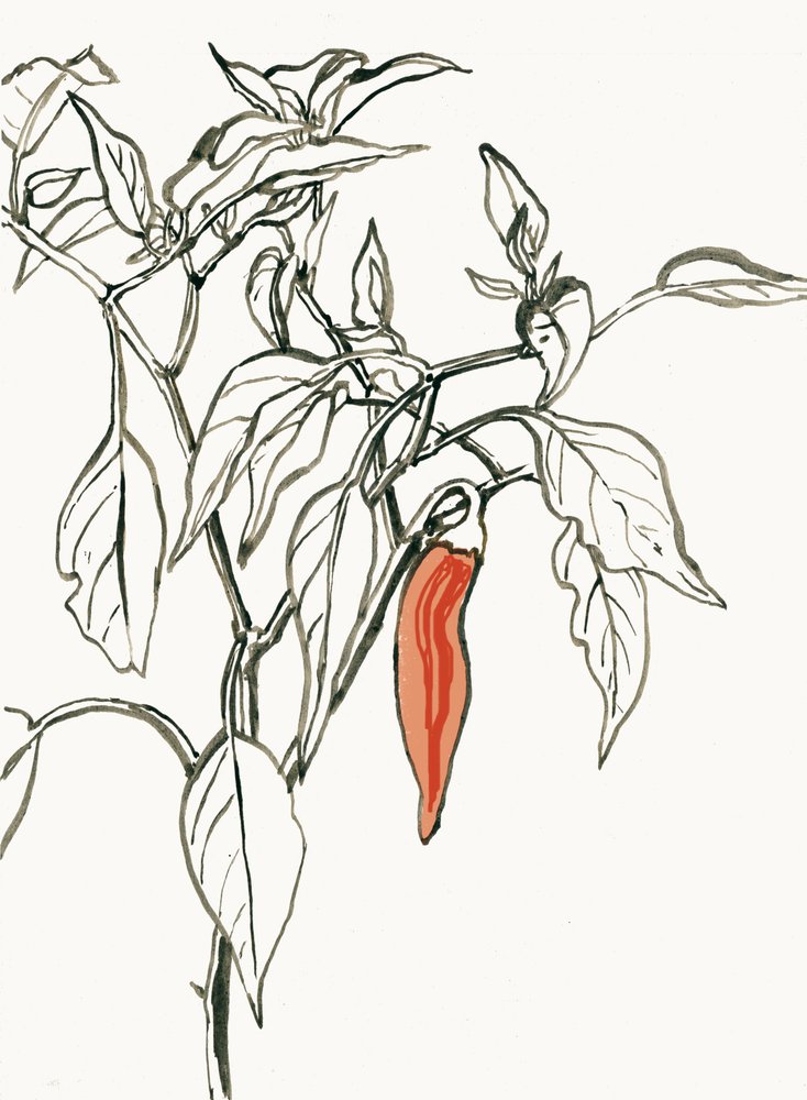 Livlig tegning af chili af Catalina Somolinos