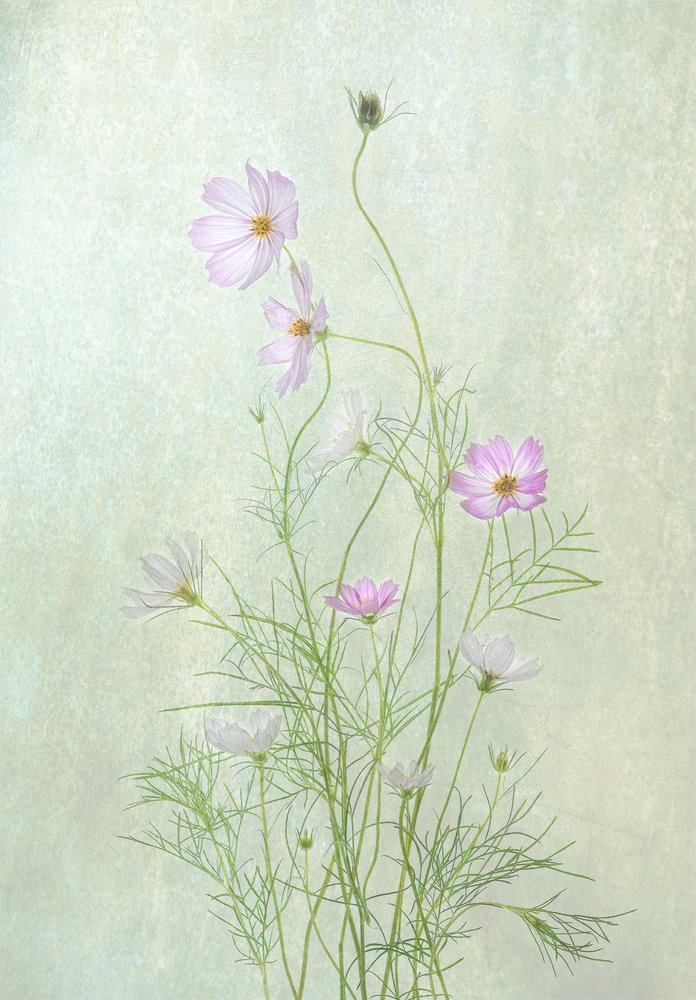 Fint blomstrende kosmos af Catherine Wang