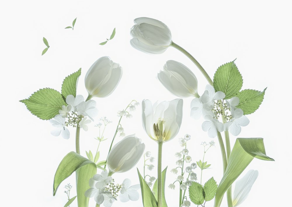 Æteriske hvide tulipaner af Catherine Wang