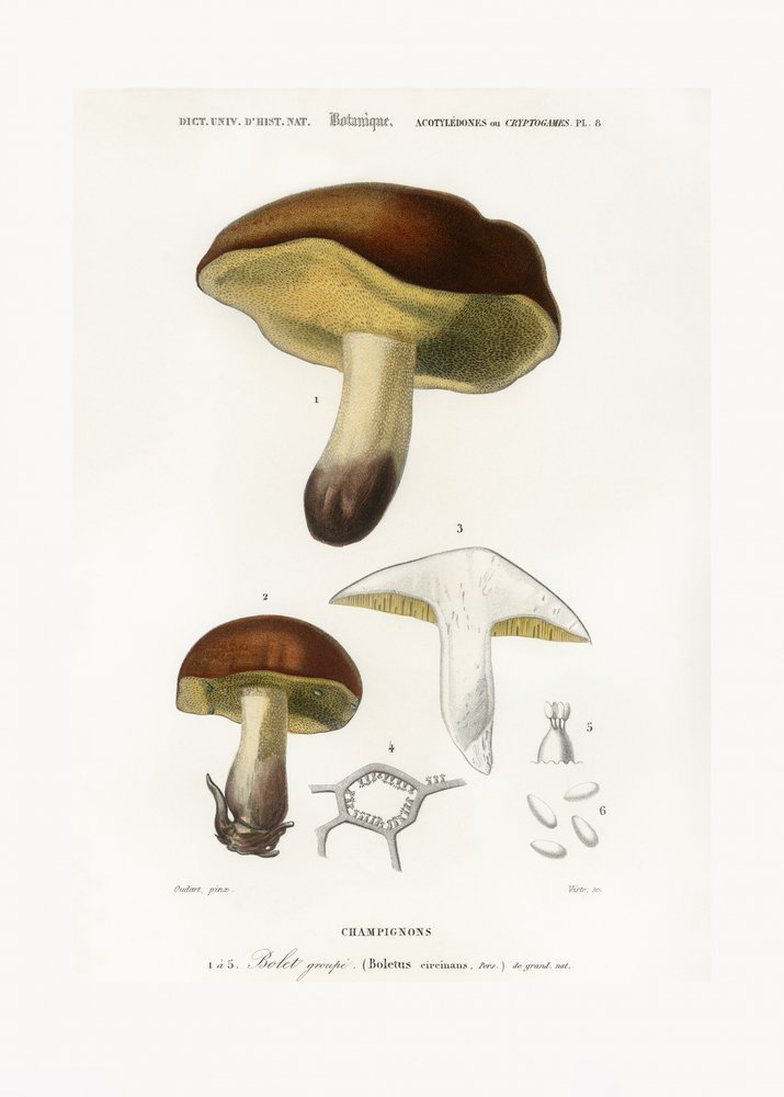 Svamp (Boletus circinans) af Charles Dessalines D