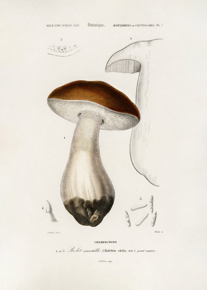 Pennybun (Boletus edulis) af Charles Dessalines D