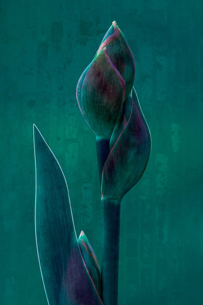 Moody Botanical Bloom af Chris Hamilton