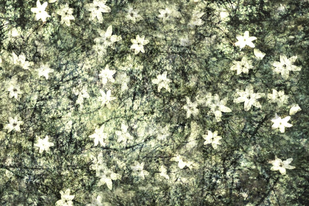 Fint blomstrende haveblomster af Christina Sillen