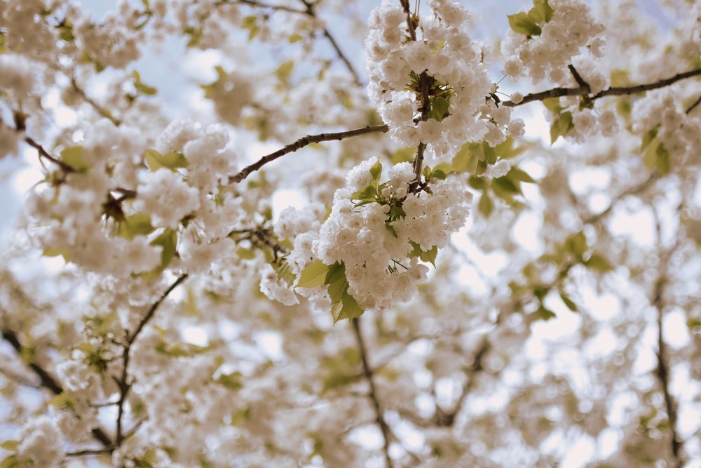 Delikate forårsblomster af Christina Sillen