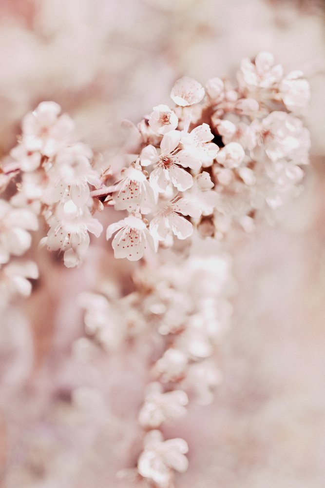 Drømmende kirsebærblomster af Christina Sillen