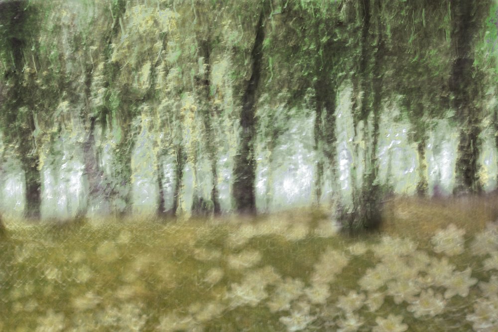 Drømmende skovblomster af Christina Sillen