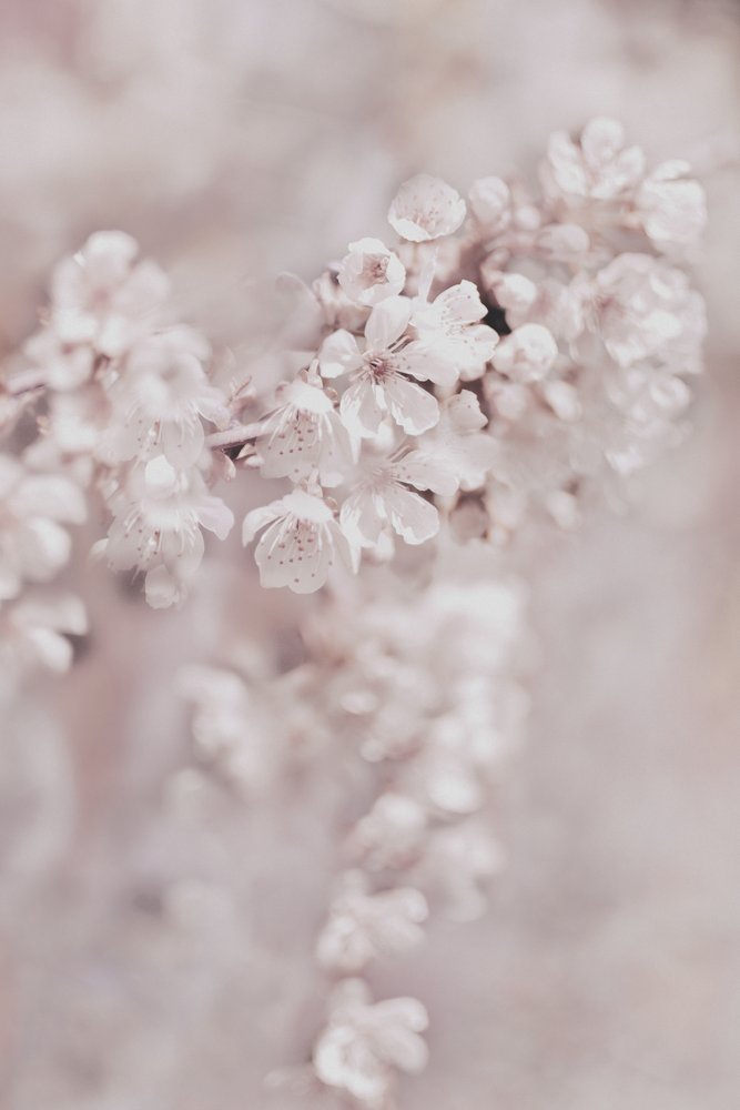 Drømmende lyserøde blomster af Christina Sillen