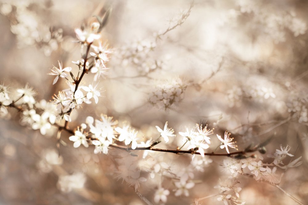 Drømmende hvide blomster af Christina Sillen