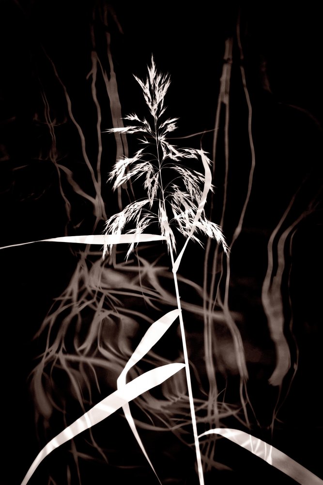 Elegant Sepia Reed af Christina Sillen