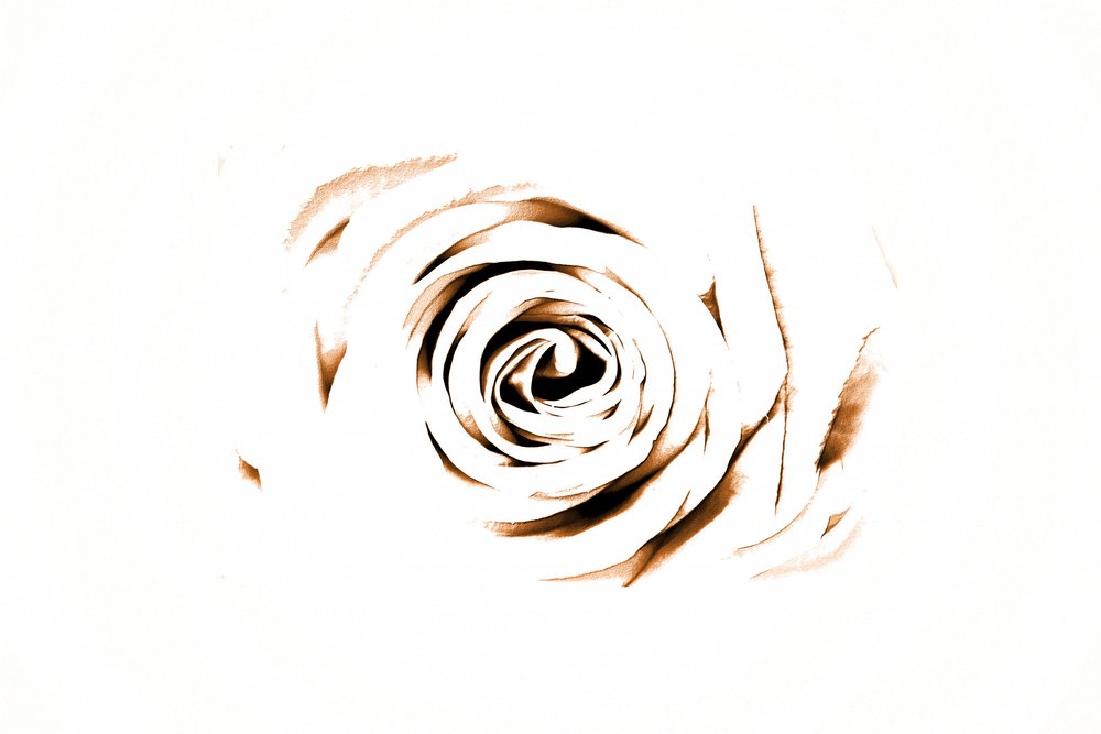 Elegant Sepia Rose af Christina Sillen