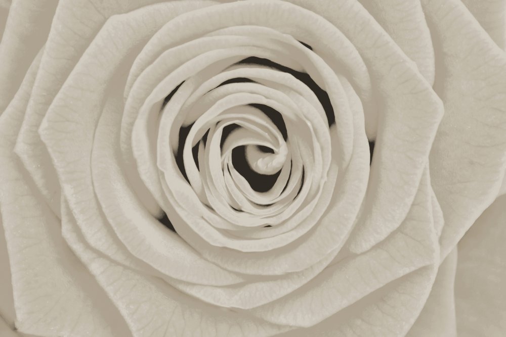 Elegant hvid rose af Christina Sillen