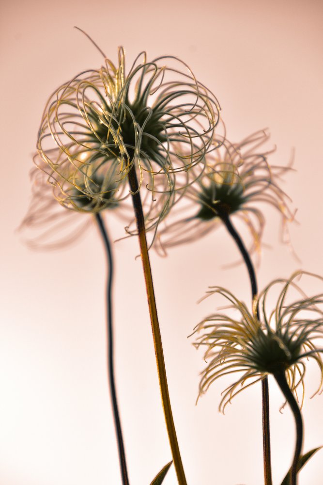 Æteriske botaniske former af Christina Sillen
