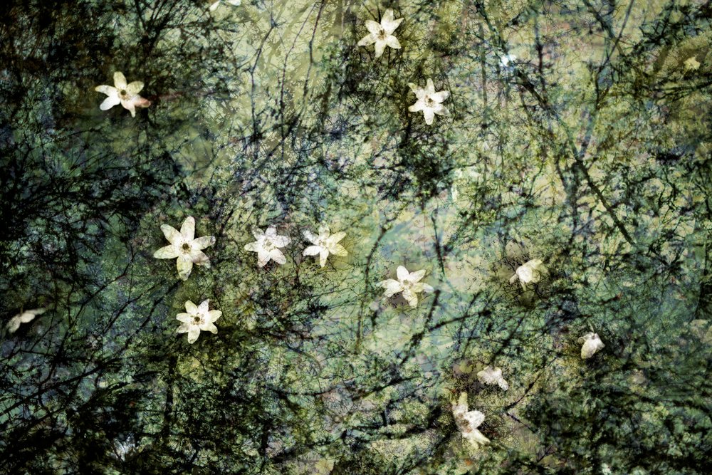 Svævende hvide blomster af Christina Sillen