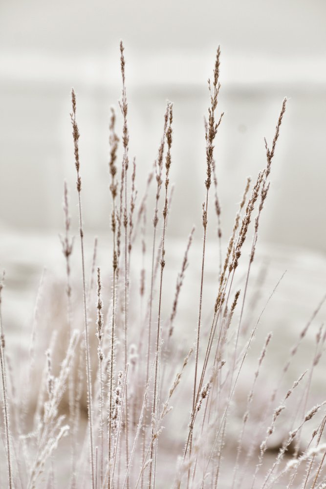 Frostbelagt vintergræs af Christina Sillen