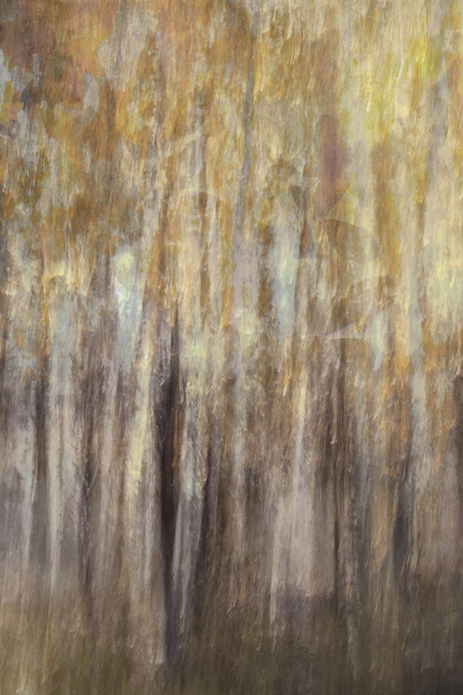 Golden Forest – Resumé af Christina Sillen