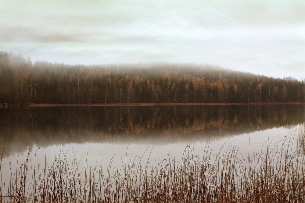 Refleksioner fra den tågede skov af Christina Sillen