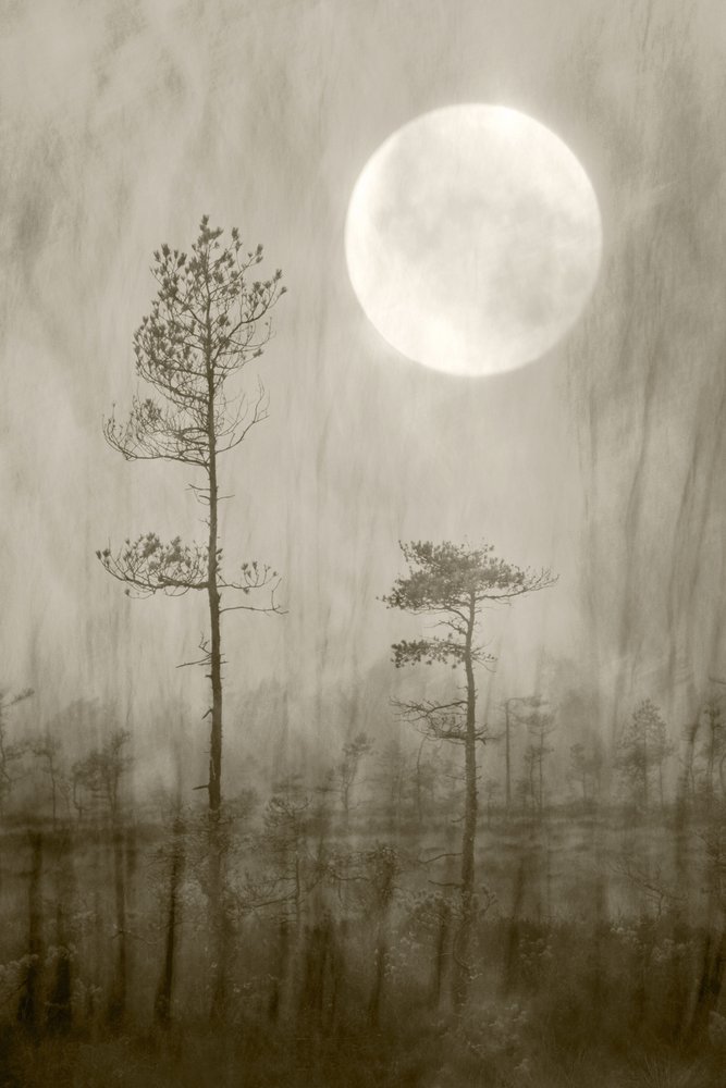 Misty Moon Over Bog af Christina Sillen
