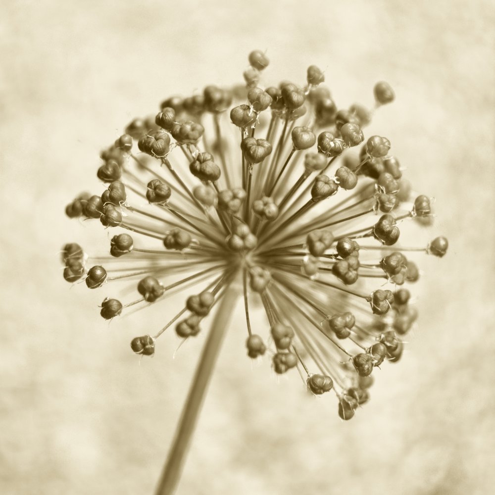 Sepia Allium-kugle af Christina Sillen