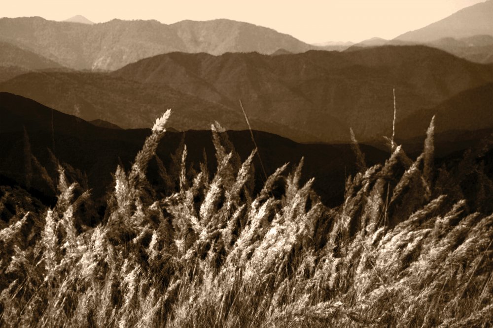 Sepia-bjerggræs af Christina Sillen
