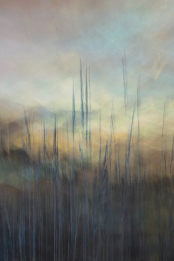 Serene Marsh Reeds af Christina Sillen