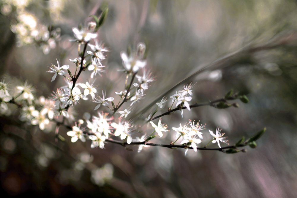 Sloe-blomst af Christina Sillen