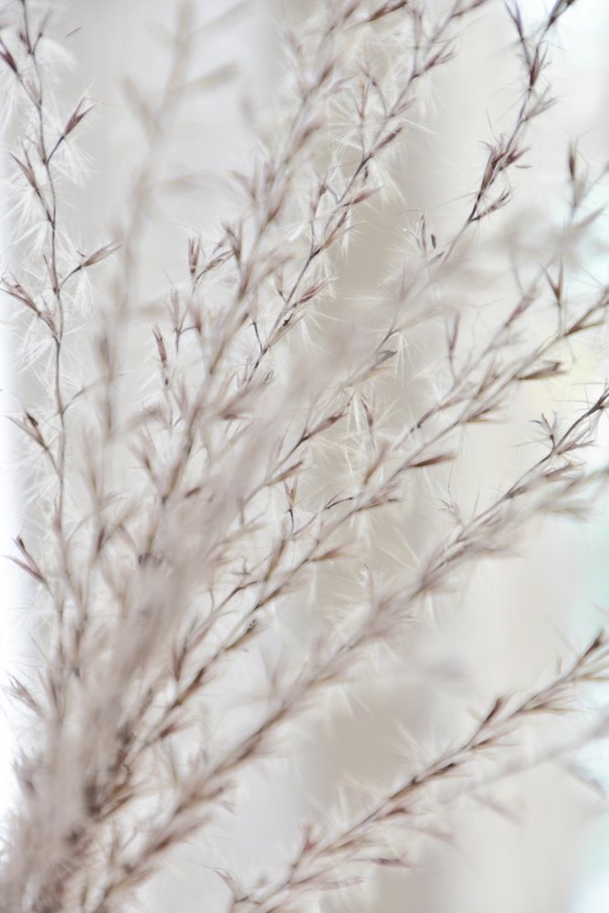 Blid botanisk ro af Christina Sillen