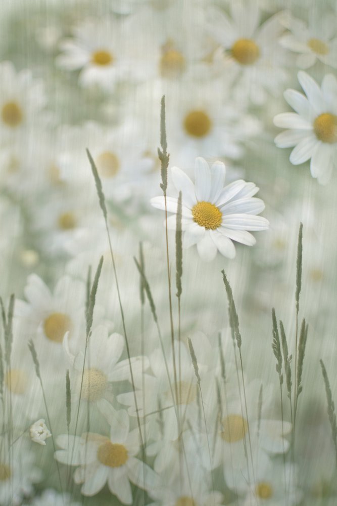 Blomstereng med tusindfryd af Christina Sillen
