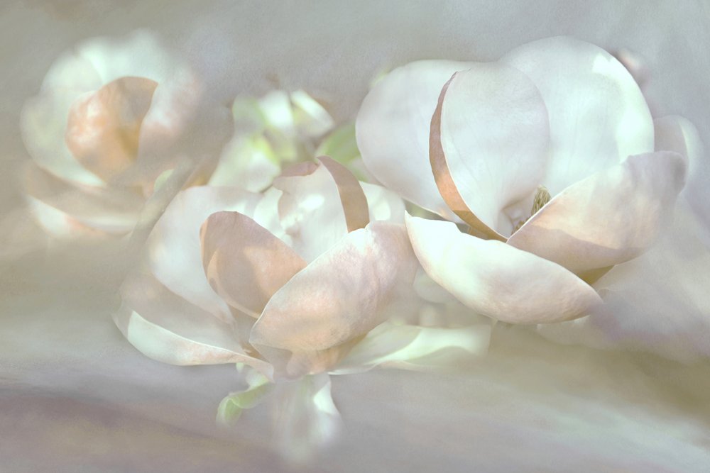Bløde magnoliablomster af Christina Sillen