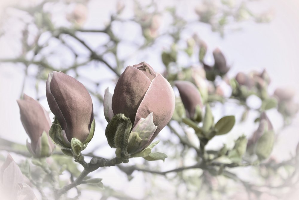 Bløde magnoliaknopper af Christina Sillen