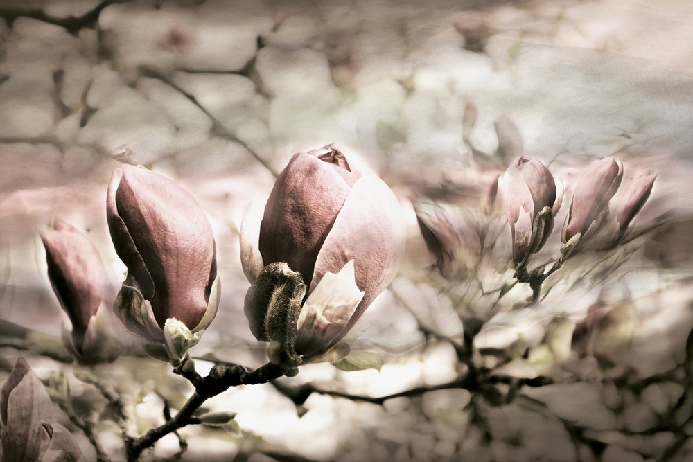Bløde magnoliaknopper af Christina Sillen