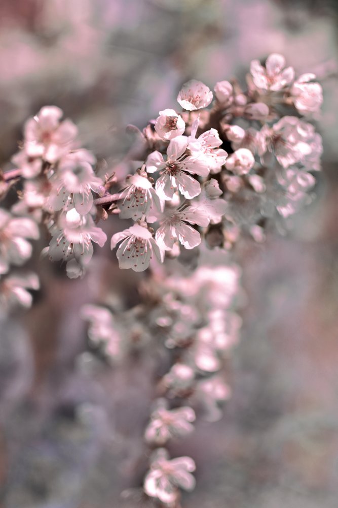 Bløde lyserøde blomster af Christina Sillen