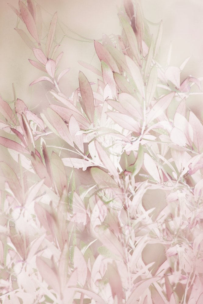 Bløde lyserøde blomster af Christina Sillen