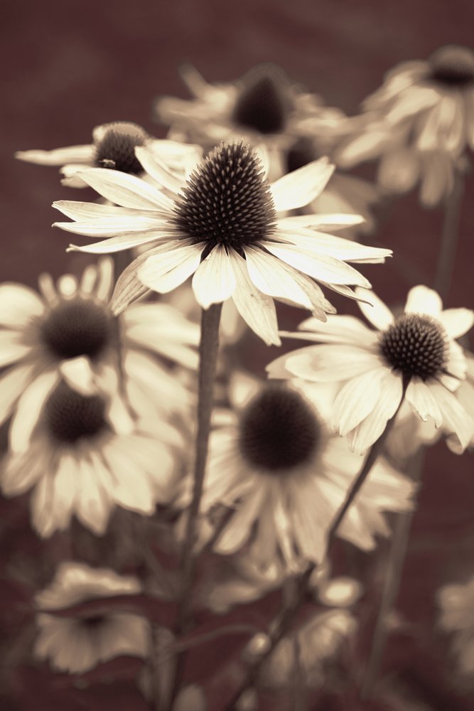 Bløde sepia-solhatte af Christina Sillen