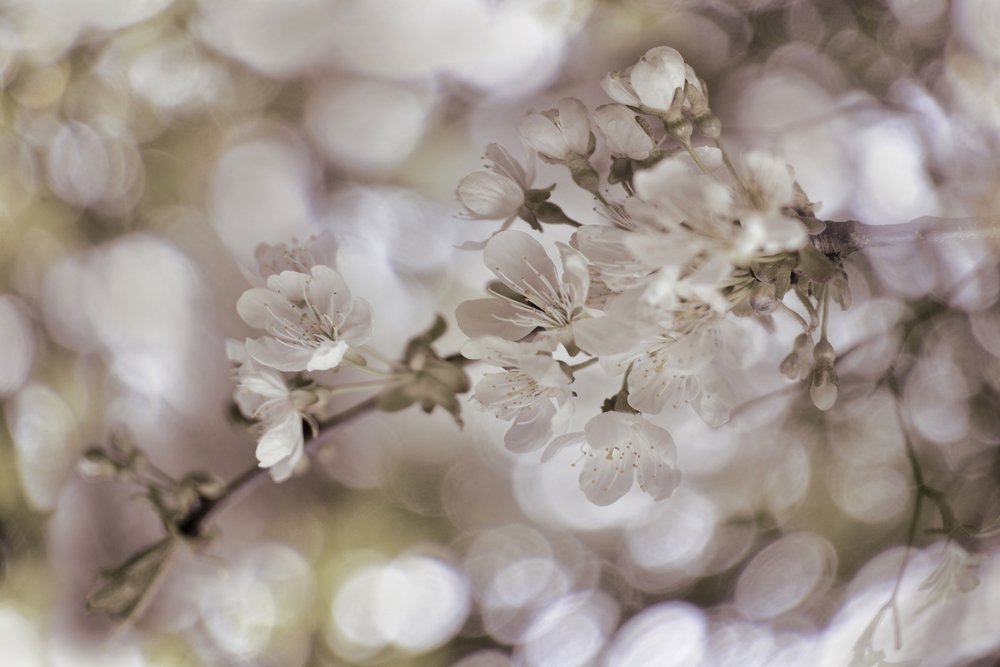 Blide forårsblomster af Christina Sillen