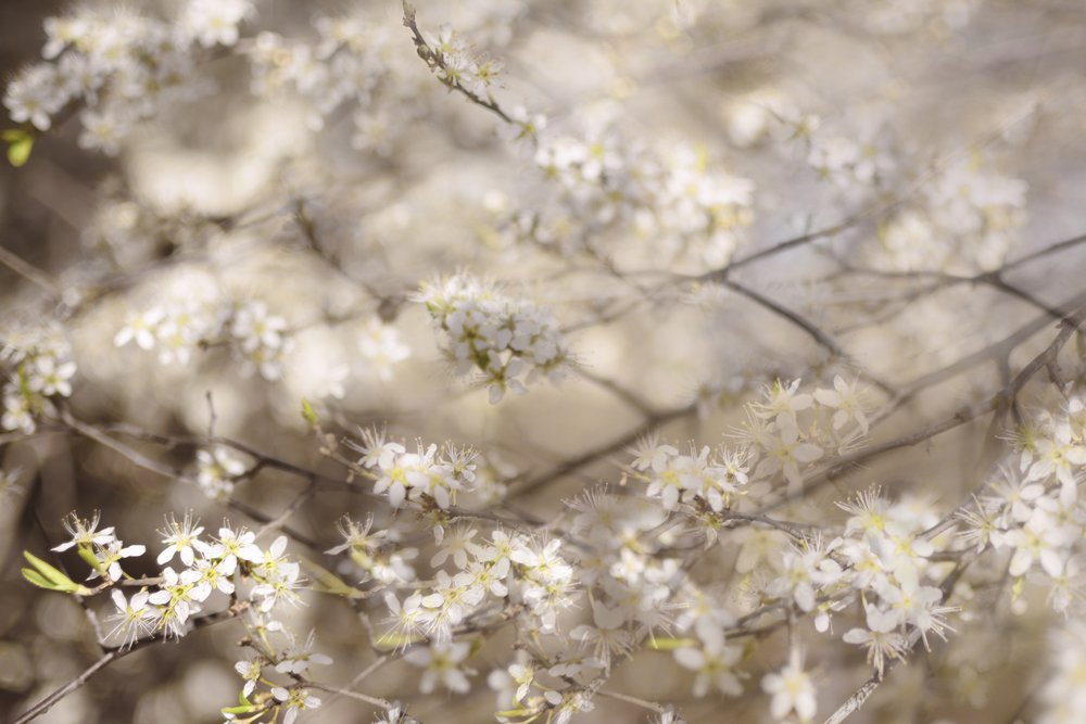 Hvide forårsblomster af Christina Sillen