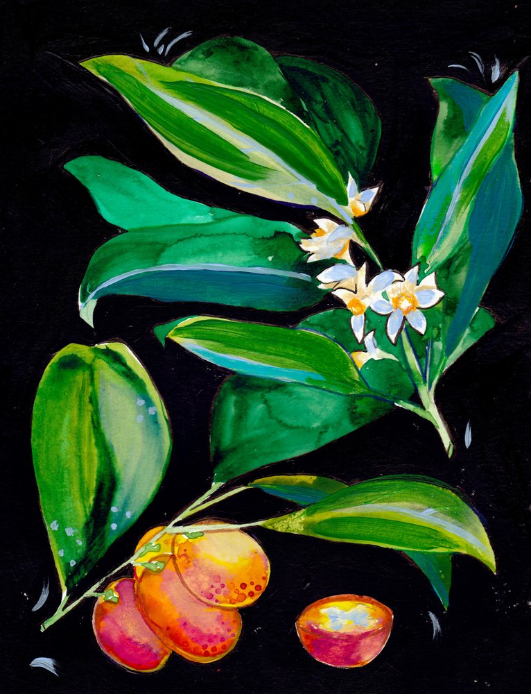 Appelsinfrugter og -blomster af Christine Lindstrom