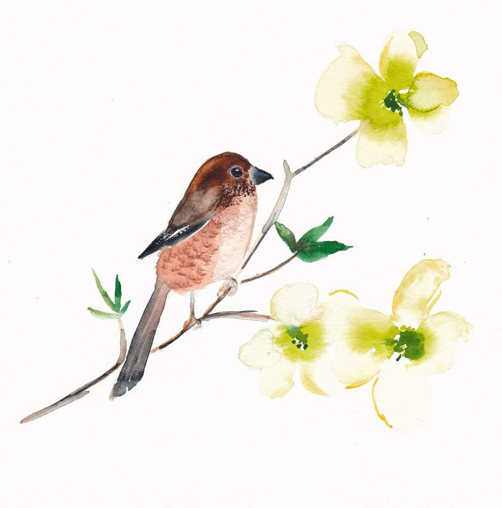 Akvarel: Fugle og blomster af Christine Lindstrom
