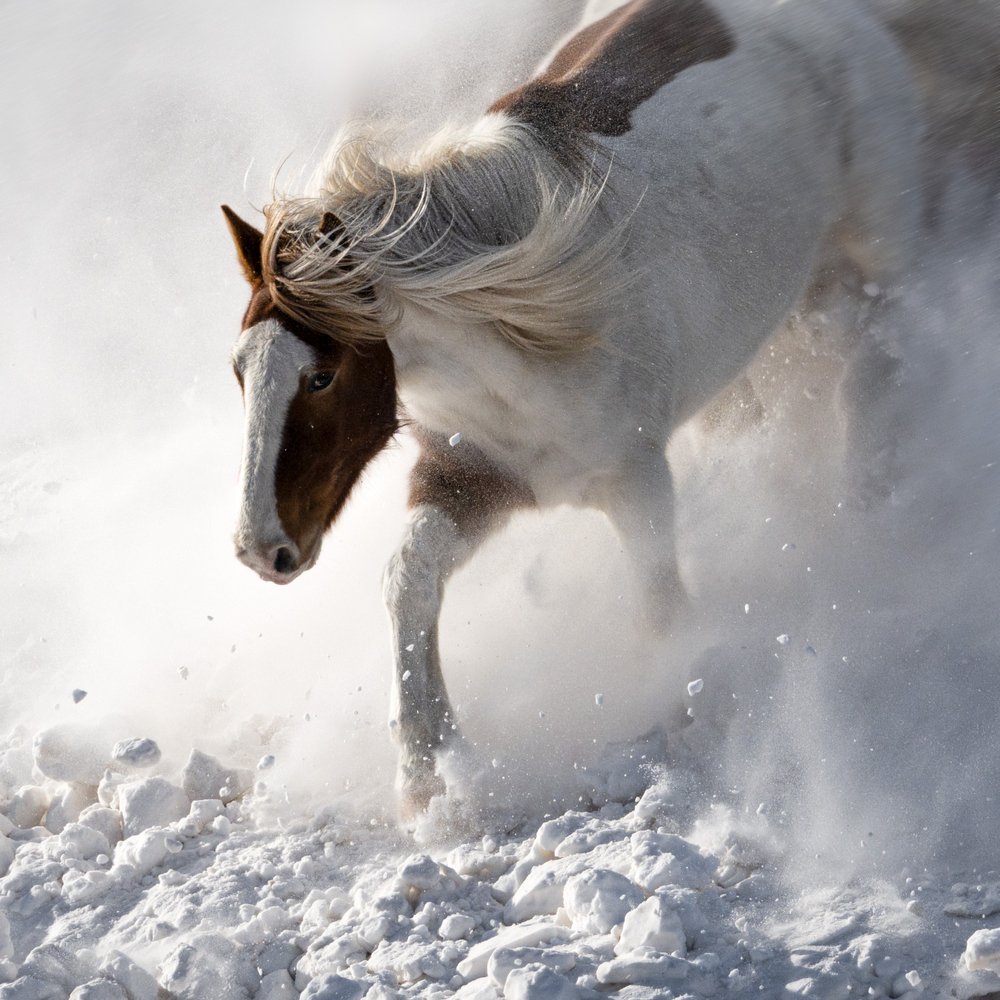 Dynamisk hest i sneen af Chuanxu Ren