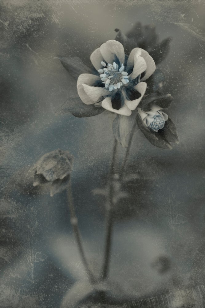 Blå vintageblomst af Cicek Kiral